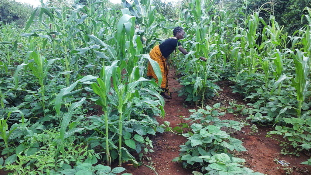 Woman farming in a field of corn