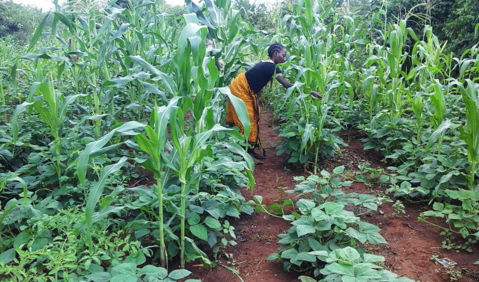 Woman farming in a field of corn