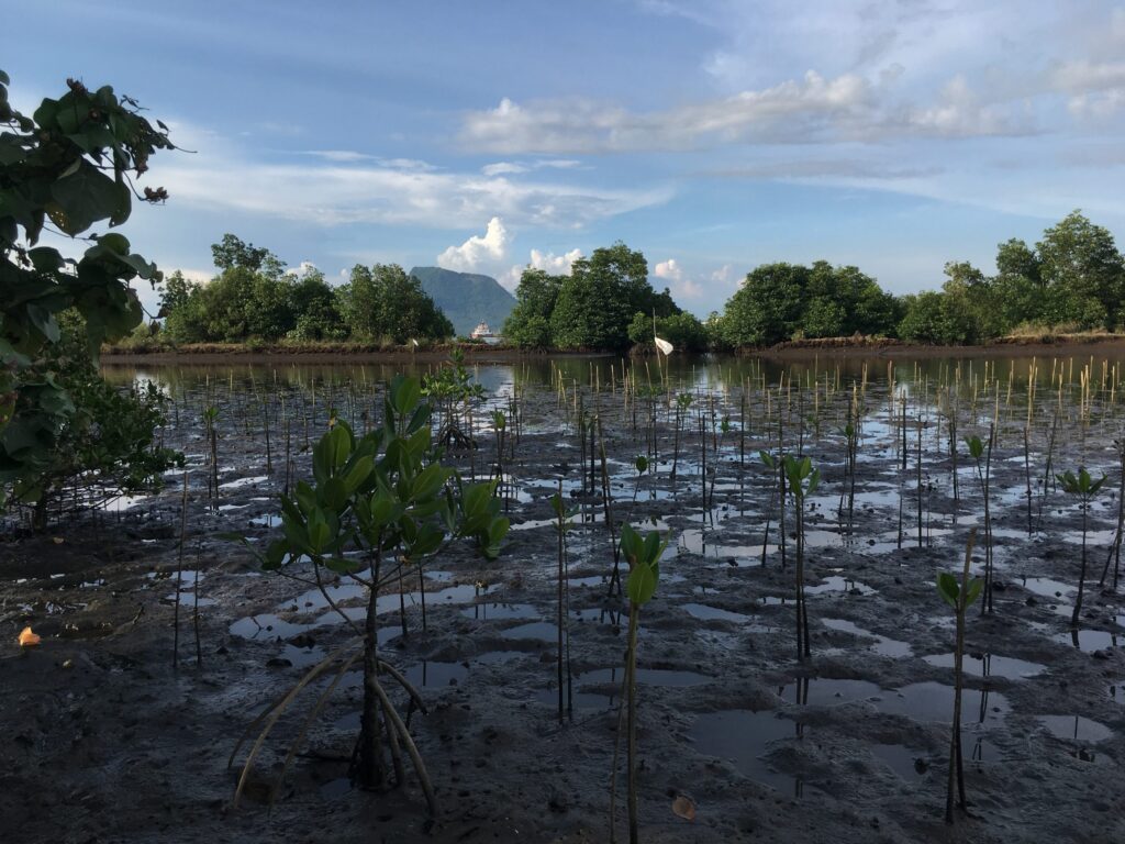 Replanted mangroves in the Philippines