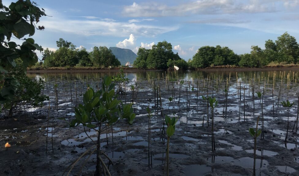 Replanted mangroves in the Philippines