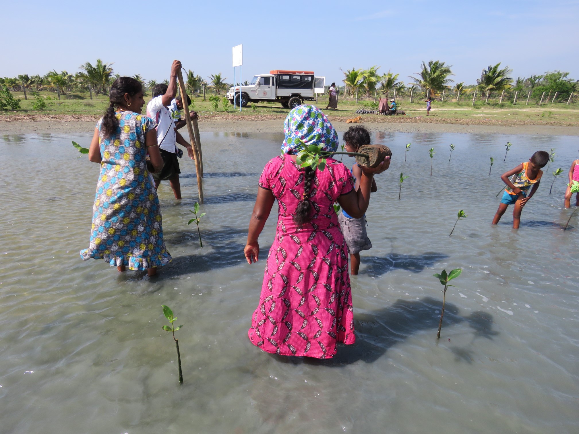 Women standing on a coastal area holding a small mangrove tree to be replanted.