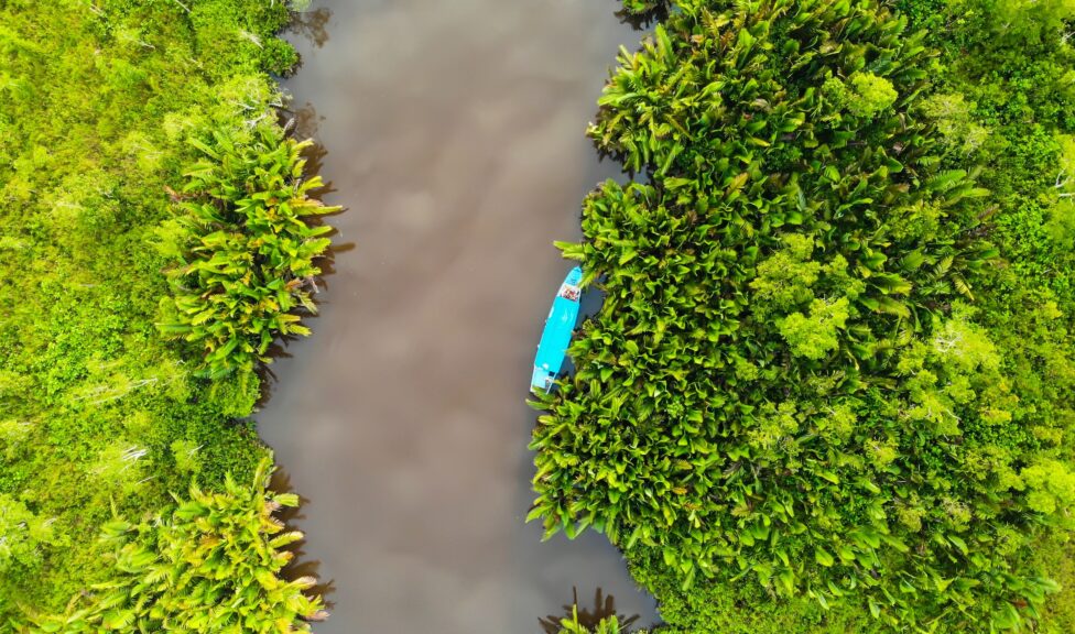 Aerial photo of mangroves