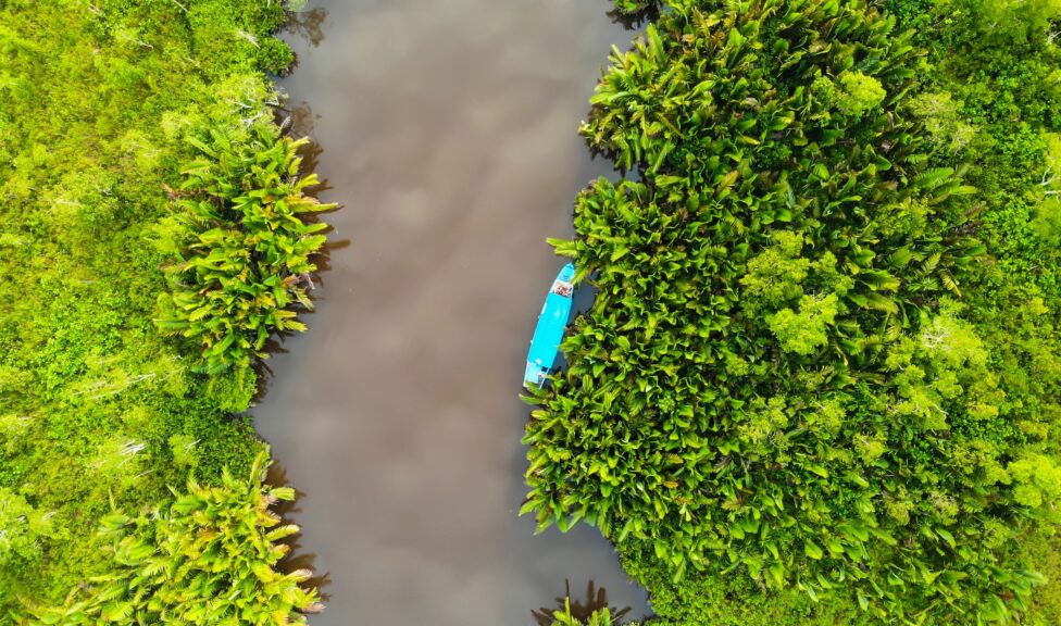 Aerial photo of mangroves