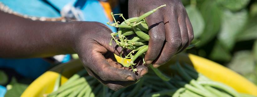Photo of someone's hands holding green beans