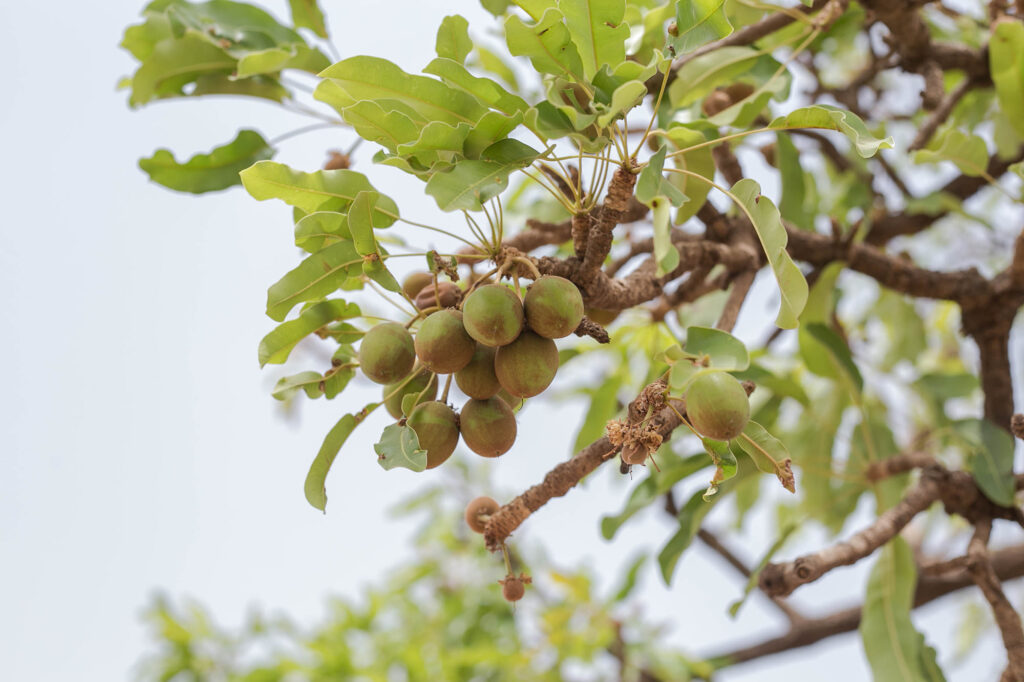 Shea Tree