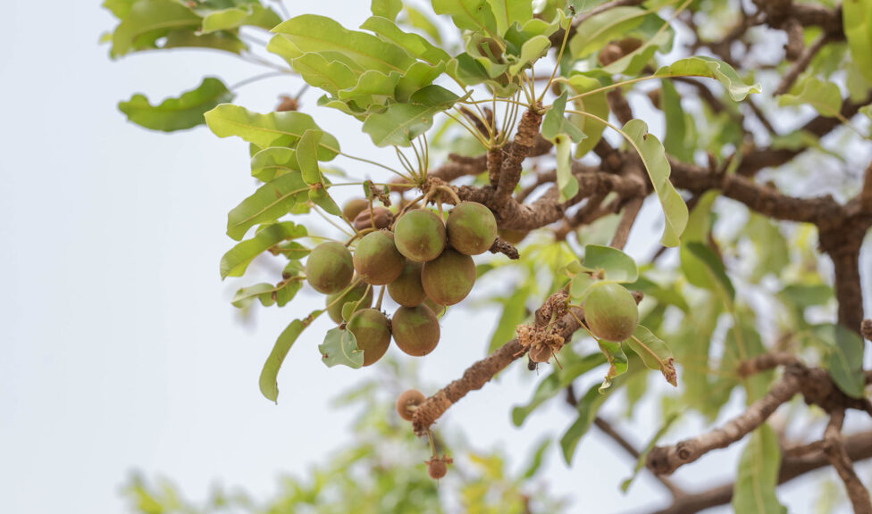 Shea Tree