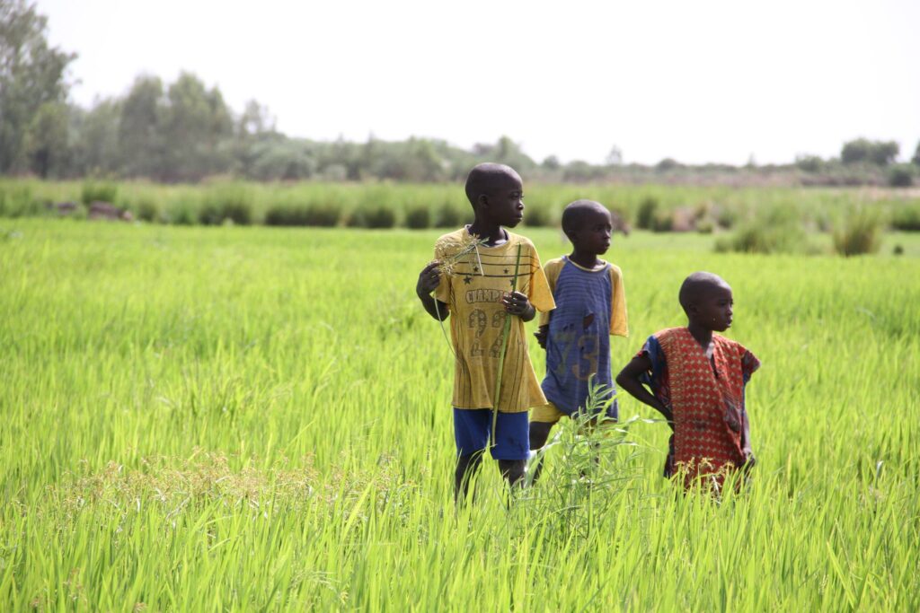 Three young boys take a break from working in their family's rice fields in Mali.