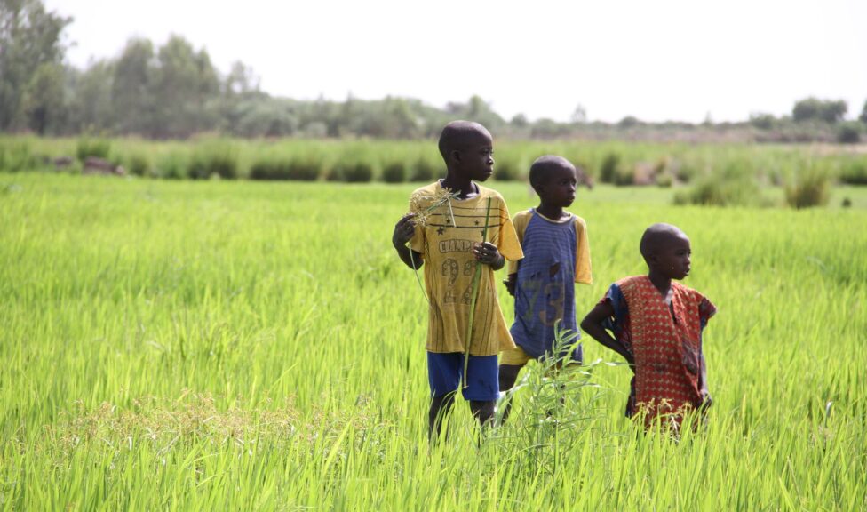 Three young boys take a break from working in their family's rice fields in Mali.