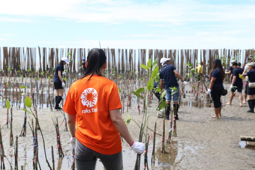 People replanting mangroves