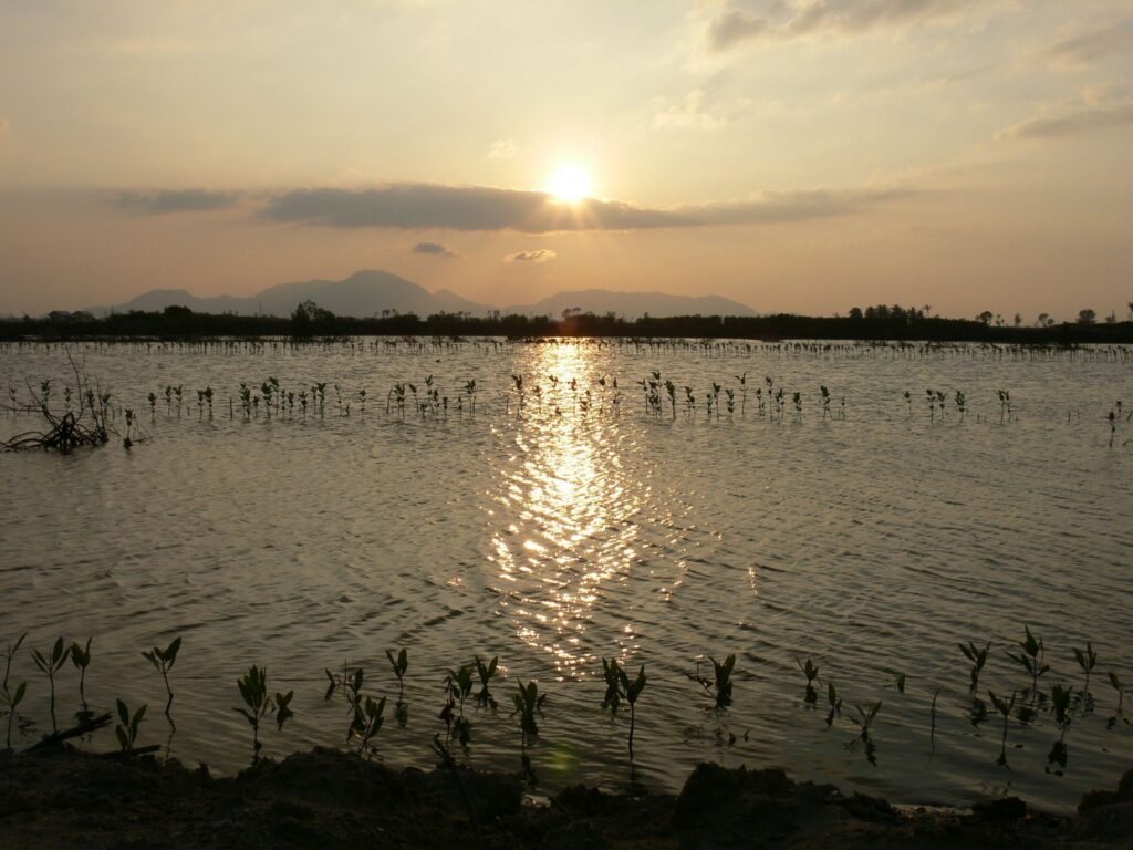 Wetland at sunset