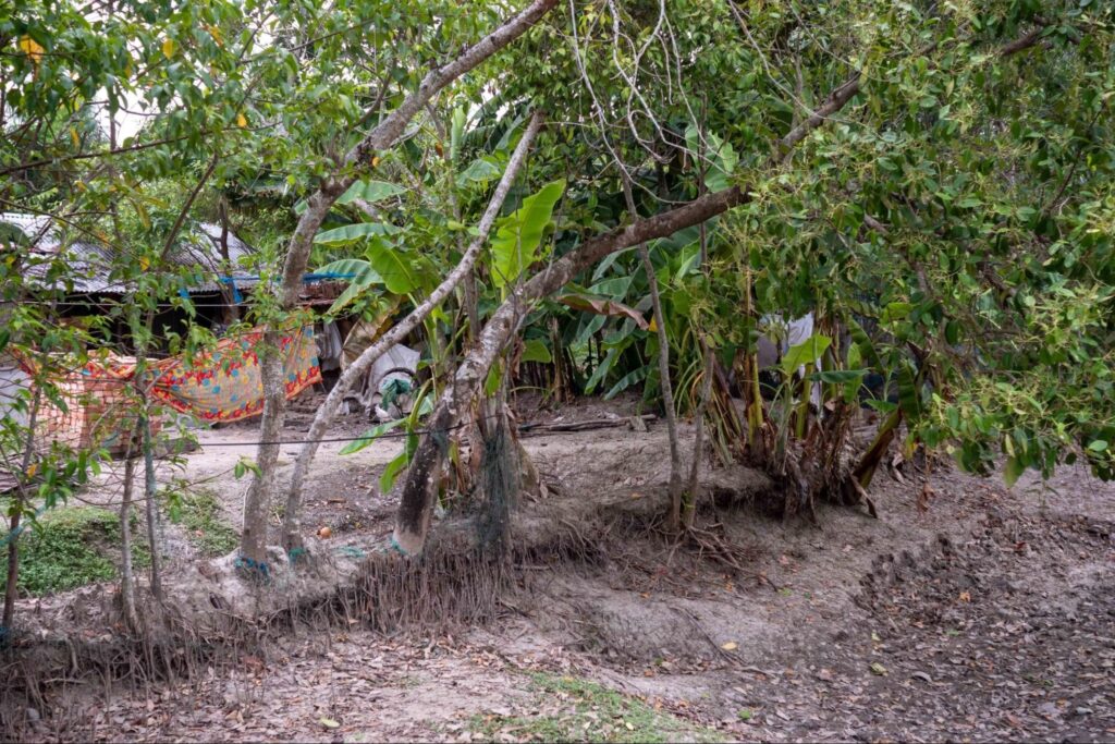Nets protecting wild growing trees in Gabura Union