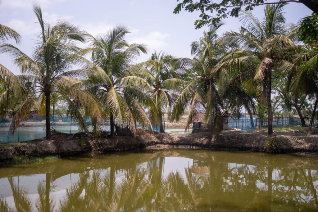 Palm trees planted by Kadir's brother