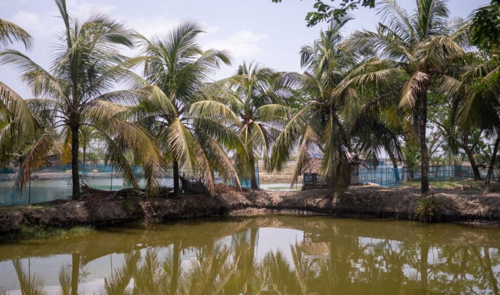 Palm trees planted by Kadir's brother